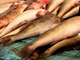 Полицейские Мариуполя изъяли более 100 кг рыбы