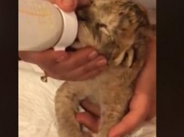 В Бердянске в зоопарке родились две львицы и капуцин - от него отказалась мама, - ВИДЕО