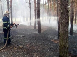 В Николаеве из-за поджога загорелся Матвеевский лес
