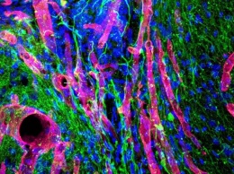 Биоактивный гель помог восстановить пораженные участки мозга у мышей