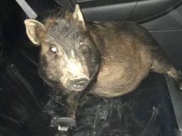 Полицейские спасли мужчину от свина-преследователя