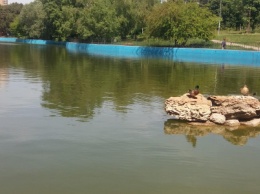 В Одесском парке заполняют водой очищенный пруд и устанавливают «сказочные лилии», - ФОТО, ВИДЕО