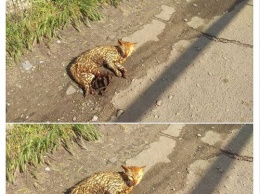 В Запорожской области пытаются спасти кота, попавшего в капкан (ФОТО)