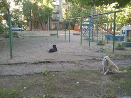 В Николаеве возле подъезда многоэтажки собака напала на женщину