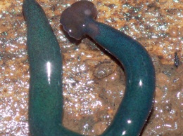 Гигантские черви-"молоты" захватили Францию, заявляют экологи