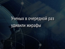 Ученых в очередной раз удивили жирафы