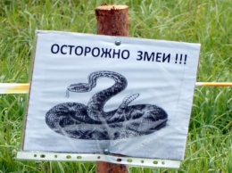 Криворожан предупреждают об опасных змеях