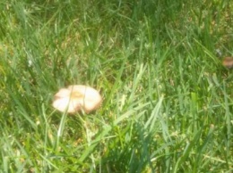 В Детском парке растут ядовитые грибы?