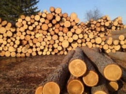 Краматорская прокуратура требует возместить государству ущерб на 2,7 млн грн. за незаконную порубку деревьев