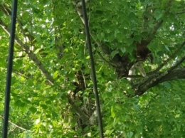 Кота, залезшего на дерево, жители многоэтажки не могут снять несколько дней. Спасатели не спешат (фото)