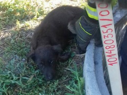 Спасти любой ценой: в Днепре сотрудники ГСЧС вытащили собаку из сливного колодца