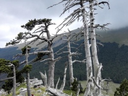 В Италии обнаружили самое старое дерево Европы