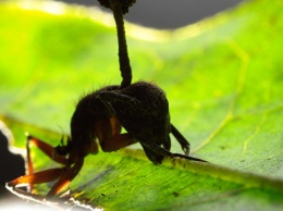 Ученые открыли новую удивительную способность "зомби"-грибка муравьев