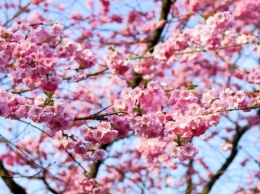 Невероятное фото цветение сакуры в Японии