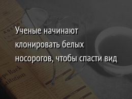 Ученые начинают клонировать белых носорогов, чтобы спасти вид