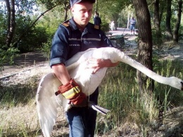 В Днепре спасли раненного лебедя и котенка, упавшего в колодец