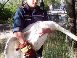Как пожарные Днепра спасали раненного лебедя, - ФОТО