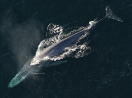 Появление синего кита в Красном море озадачило египетских экологов