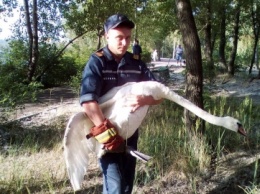 В Днепре сотрудники ГСЧС спасли лебедя
