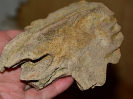 Останки гигантской морской черепахи обнаружены в Поволжье