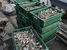 В Азовском море задержали браконьеров с крупным уловом