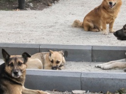 Собачье дело: в Покровске в течение месяца планируется стерилизовать 40 бездомных псов