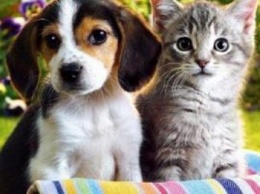 Кошки или собаки: Британские ученые выяснили, какие домашние питомцы лучше