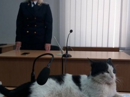 Курьезы: Как в Запорожье кота Василия судили (ФОТО)