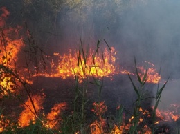 Пожарные Мариуполя потушили сухую траву, - ФОТО