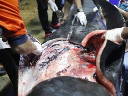 В Таиланде пластиковый мусор привел к гибели гигантского кита