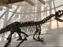 Во Франции продали скелет динозавра за €2 млн