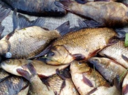 Сумской рыбоохранный патруль изъял у нарушителей 10 сеток