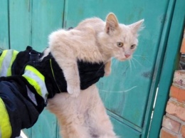 На Днепропетровщине кот покусал пожарника