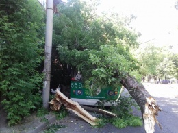 На бульваре Шевченко дерево рухнуло на крышу троллейбуса (Фото)