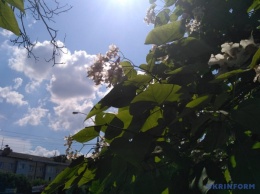 В Черновцах расцвела аллея экзотических катальп. Фото