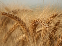 Вьетнам возобновил импорт пшеницы из Украины