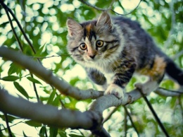Как в фильмах: спасатели сняли котика с дерева