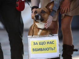 В Украине впервые приговорили к 5 годам мужчину за жестокое убийство собак