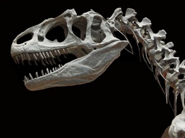 Уникальный скелет динозавра продали на аукционе за 2,4 миллиона долларов