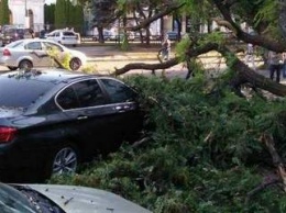 В Днепре на проспекте Яворницкого упало дерево