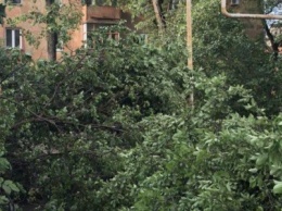 В Горловке ураган сорвал более 3000 м? кровли, повалил 50 деревьев (Фото)