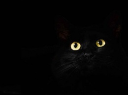 В Луцке будет парад черных котов
