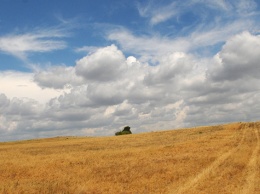 На Украине засуха грозит уничтожить половину урожая зерновых