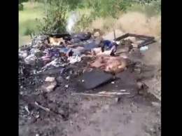 "Они заживо сгорели!", - запорожская волонтерка обнаружила страшное пепелище (18+) (Видео)