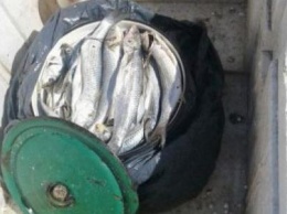 На Херсонщине за вылов краснокнижной рыбы поймали браконьеров