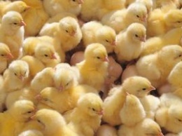 Нашествие цыплят в Маренули: тысячи птенцов вылупились из выброшенных яиц и заполонили свалку (видео)