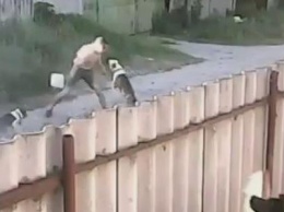 Появилось видео того, как бойцовские собаки пытались разорвать харьковчанина