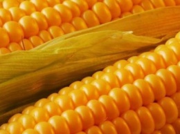 В Павлограде начали продавать молодую кукурузу