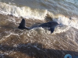 На берегу пляжа на Фонтанке обнаружили мертвого дельфина
