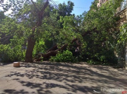 В Одессе - деревопад: еще одно дерево рухнуло в центре, «накрыв» автомобиль и перекрыв тротуар. Фото